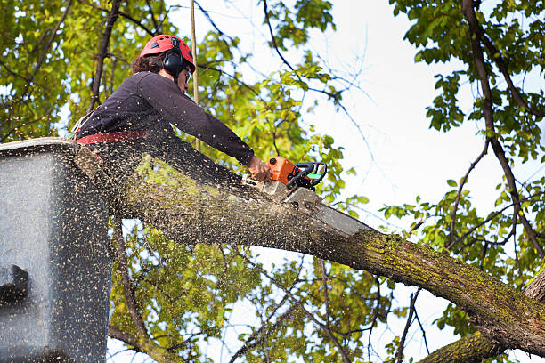 Best Tree Preservation Services  in Dell Rapids, SD